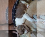 Small Photo #10 Boston Terrier Puppy For Sale in ANNISTON, AL, USA
