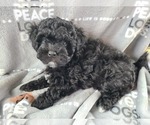 Small Photo #5 Maltipoo Puppy For Sale in GRANDVILLE, MI, USA