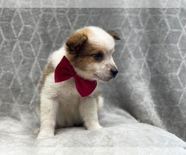 Medium Photo #13 Texas Heeler Puppy For Sale in LAKELAND, FL, USA