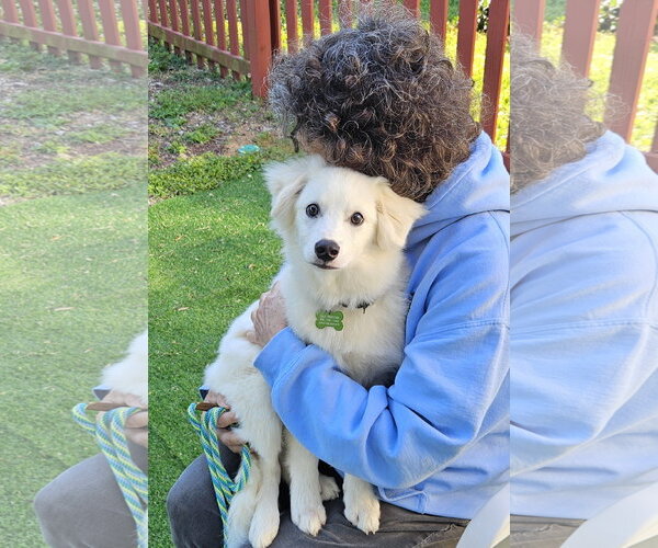 Medium Photo #4 American Eskimo Dog Puppy For Sale in Pikesville, MD, USA