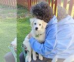 Small #3 American Eskimo Dog
