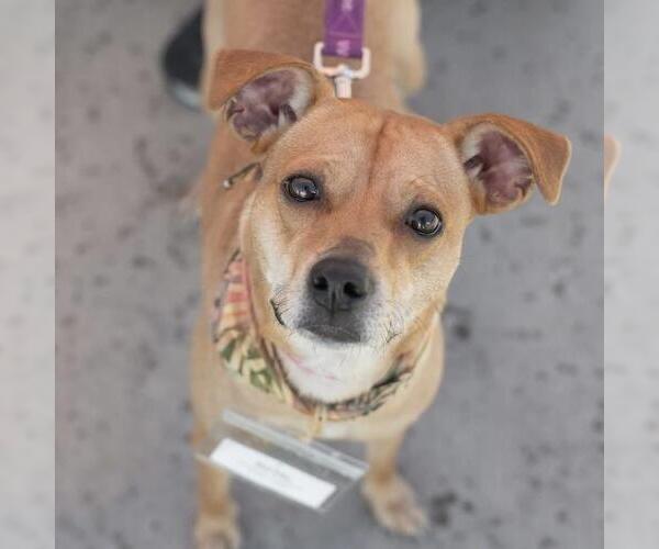 Medium Photo #7 Miniature Pinscher-Unknown Mix Puppy For Sale in San Diego, CA, USA