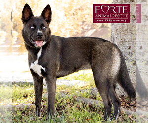 Sky - Female Border Collie-Siberian Husky Mix Dog for Adoption - Photo #9
