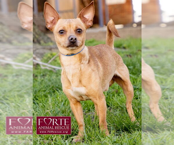 Medium Photo #2 Chihuahua-Unknown Mix Puppy For Sale in Marina del Rey, CA, USA