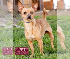 Prince - Male Chihuahua-Unknown Mix Dog for Adoption - Photo #2