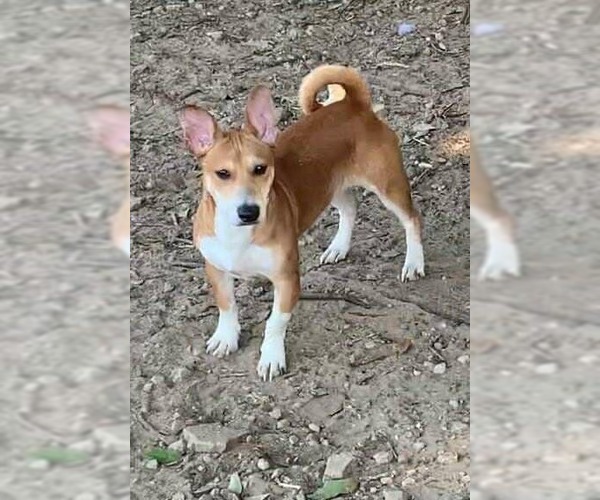 Medium Photo #5 Jack Russell Terrier-Unknown Mix Puppy For Sale in Princeton, MN, USA