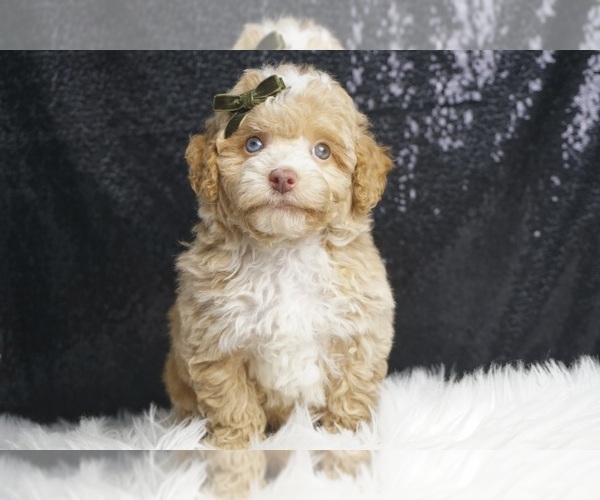 Medium Photo #2 Poodle (Toy) Puppy For Sale in WARSAW, IN, USA