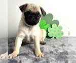 Small #5 Pug