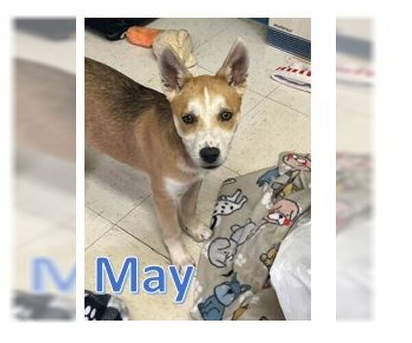 Medium Photo #4  Puppy For Sale in , 