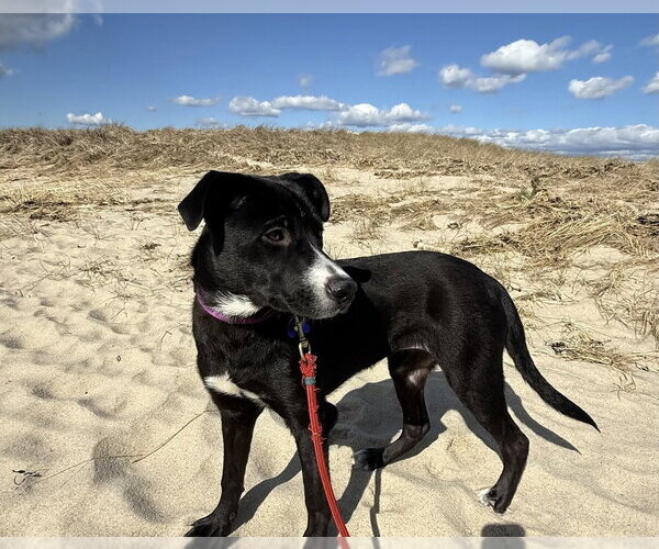 Medium Photo #27 Mutt Puppy For Sale in Oak Bluffs, MA, USA