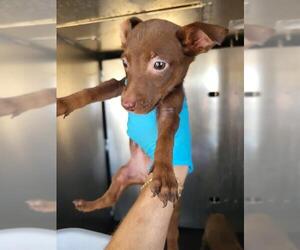 Mutt Dogs for adoption in San Antonio, TX, USA