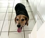 Small #1 Beagle