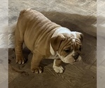 Small Photo #9 Bulldog Puppy For Sale in STEUBENVILLE, OH, USA