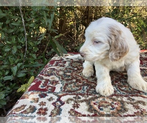 Labradoodle Puppy for sale in GAFFNEY, SC, USA