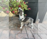 Small Photo #5 Catahoula Leopard Dog Puppy For Sale in GERMANTOWN, IL, USA