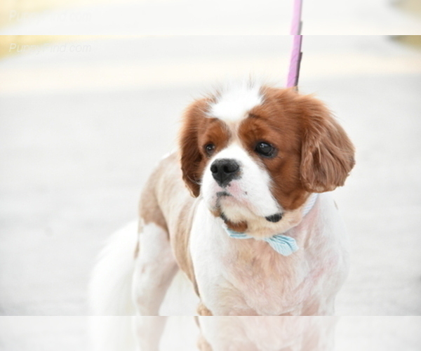 Medium Photo #2 Cavalier King Charles Spaniel Puppy For Sale in SPRING BRANCH, TX, USA