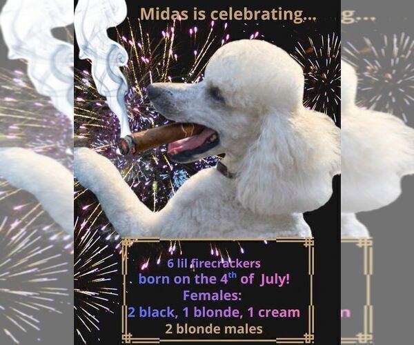 Medium Photo #3 Poodle (Standard) Puppy For Sale in WINCHESTER, TN, USA