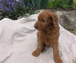 Small Photo #86 Irish Doodle Puppy For Sale in GOSHEN, IN, USA