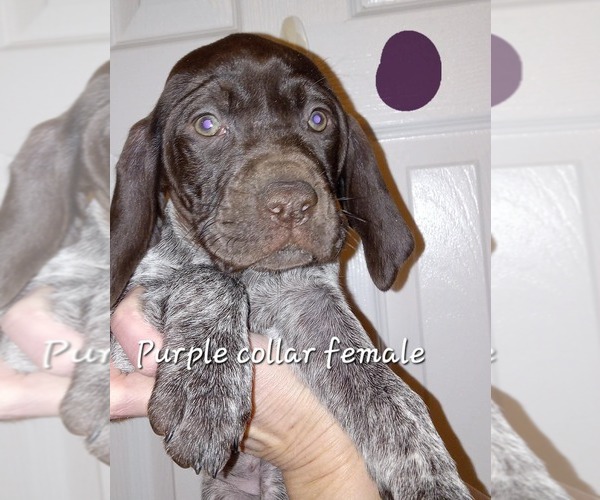Medium Photo #1 German Shorthaired Pointer Puppy For Sale in RICHMOND, MO, USA
