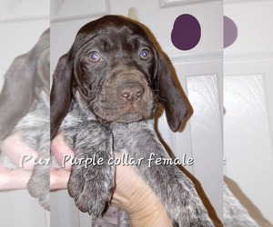 German Shorthaired Pointer Puppy for sale in RICHMOND, MO, USA