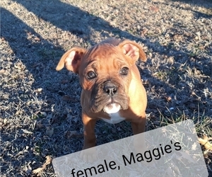 Boxer Puppy for sale in BUTLER, MO, USA