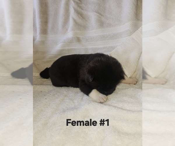 Medium Photo #1 Akita Puppy For Sale in MEM, TN, USA