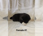 Puppy Puppy 1 Akita