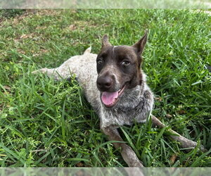 Mutt Dogs for adoption in Conroe, TX, USA