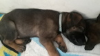 Small Photo #7 Belgian Malinois-Dutch Shepherd Dog Mix Puppy For Sale in CUTLER BAY, FL, USA