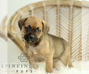 Boxador Puppy for sale in NEW HOLLAND, PA, USA