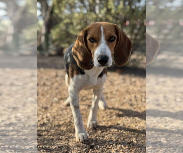 Medium Photo #6 Beagle Puppy For Sale in PIPE CREEK, TX, USA