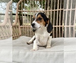 Small Photo #6 Beagle Puppy For Sale in OCALA, FL, USA