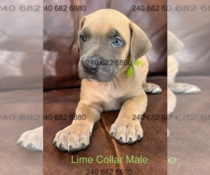 Cane Corso Puppy for Sale in LA PLATA, Maryland USA