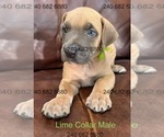 Image preview for Ad Listing. Nickname: Litter of 7