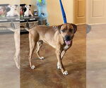Small #14 Mountain Cur Mix