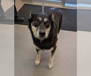 Siberian Husky-Unknown Mix Dogs for adoption in La Porte, IN, USA