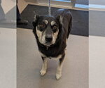 Small Siberian Husky Mix