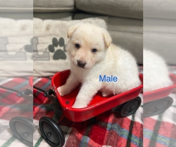 Medium Photo #5 German Shepherd Dog Puppy For Sale in ALACHUA, FL, USA