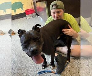 American Staffordshire Terrier-Unknown Mix Dogs for adoption in Front Royal, VA, USA