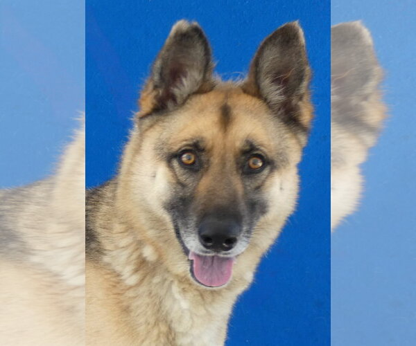 Medium Photo #1 German Shepherd Dog Puppy For Sale in Pasadena, CA, USA