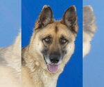 Small German Shepherd Dog