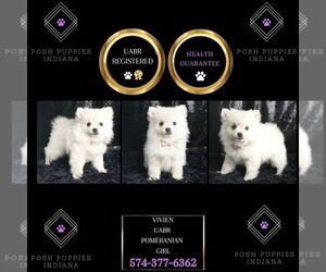 Medium Pomeranian