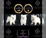 Puppy 7 Pomeranian