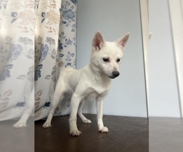 Medium Photo #27 Alaskan Klee Kai Puppy For Sale in DURHAM, CT, USA