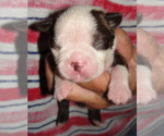 Puppy 5 Boston Terrier