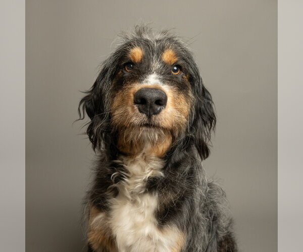 Medium Photo #1 German Wirehaired Pointer-Unknown Mix Puppy For Sale in Rowlett, TX, USA