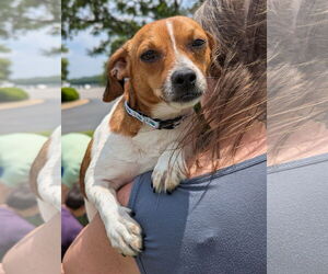 Jack Chi Dogs for adoption in Holly Springs, NC, USA