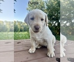Small #1 Labrador Retriever