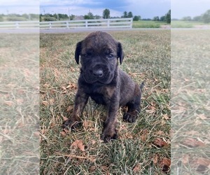 Mastador Puppy for sale in WILLIAMSBURG, OH, USA
