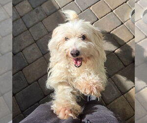Maltipoo (Miniature) Dogs for adoption in Chico, CA, USA